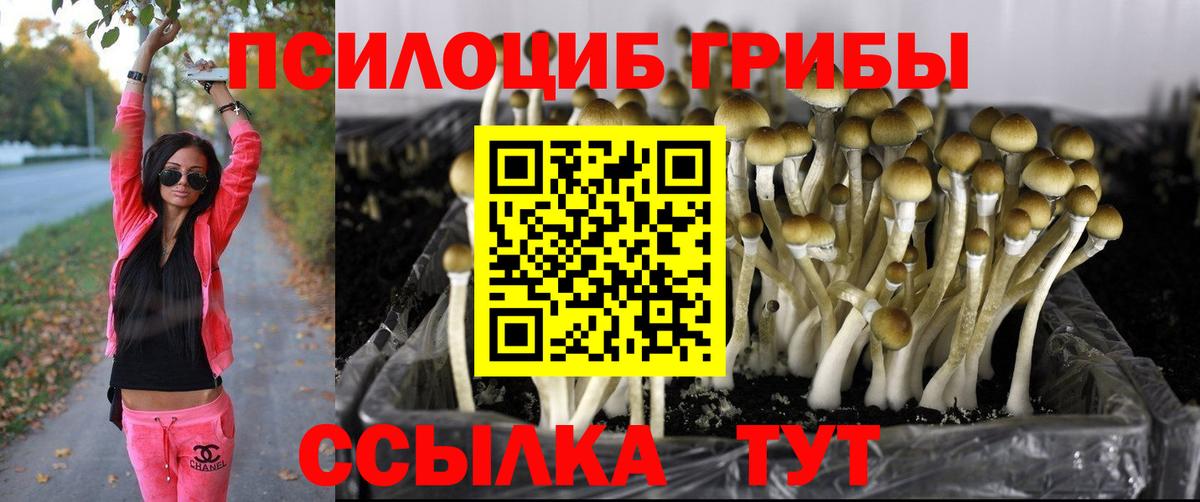 Псилоцибиновые грибы Cubensis  Вход с VPN  Ноябрьск 